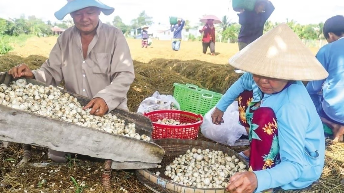 Nông nghiệp tuần hoàn: Giải pháp tăng trưởng xanh, bền vững