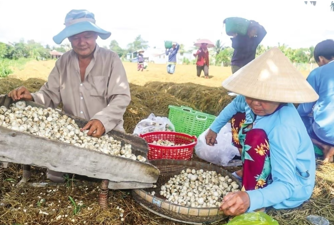 Mô hình trồng nấm rơm tận dụng lượng rơm sau mỗi đợt thu hoạch lúa. (Ảnh minh họa)