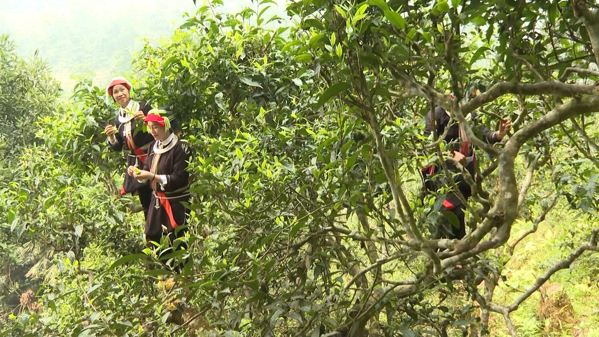 Xã Cao Bồ huyện Vị Xuyên Hà Giang hiện có 1000 ha chè Shan tuyết. (Ảnh: hagiang.gov.vn) Xã Cao Bồ huyện Vị Xuyên Hà Giang hiện có 1000 ha chè Shan tuyết. (Ảnh: hagiang.gov.vn)