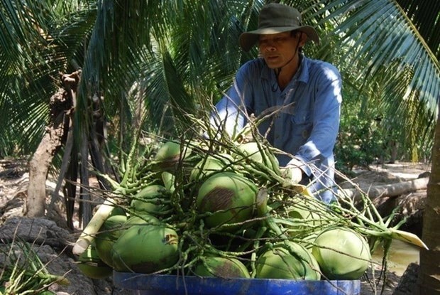Bến Tre phát triển vùng nguyên liệu dừa hữu cơ nâng giá trị sản xuất Ảnh TTXVN Bến Tre phát triển vùng nguyên liệu dừa hữu cơ nâng giá trị sản xuất Ảnh TTXVN
