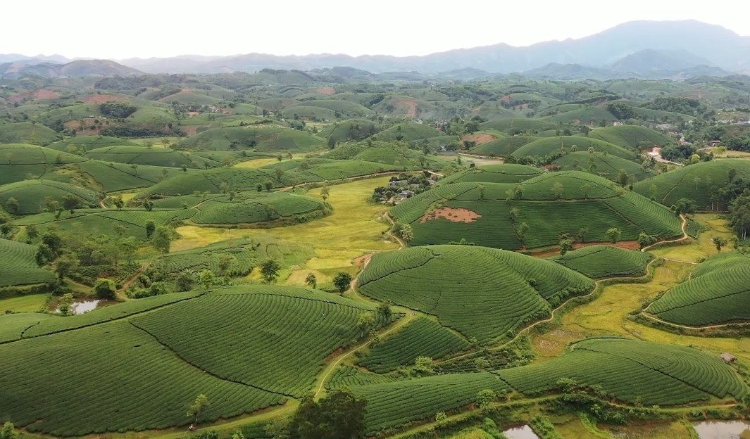 Explore The Unique Beauty Of Long Coc Tea Hill Explore The Unique Beauty Of Long Coc Tea Hill
