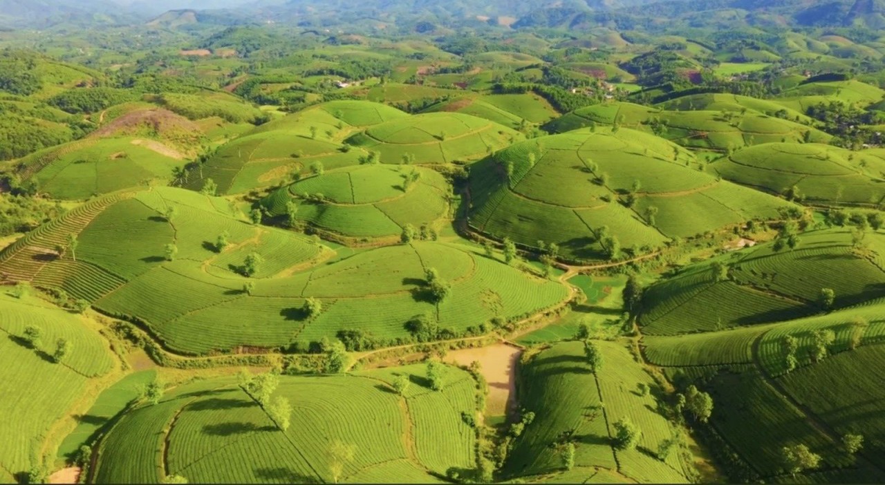 Explore The Unique Beauty Of Long Coc Tea Hill Explore The Unique Beauty Of Long Coc Tea Hill