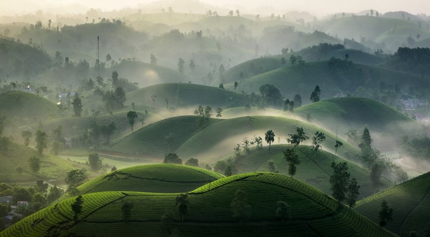 Explore The Unique Beauty Of Long Coc Tea Hill Explore The Unique Beauty Of Long Coc Tea Hill