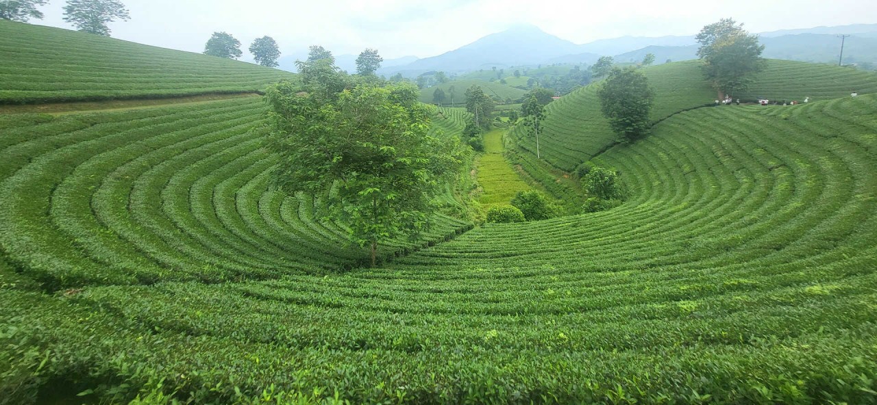 Explore The Unique Beauty Of Long Coc Tea Hill Explore The Unique Beauty Of Long Coc Tea Hill
