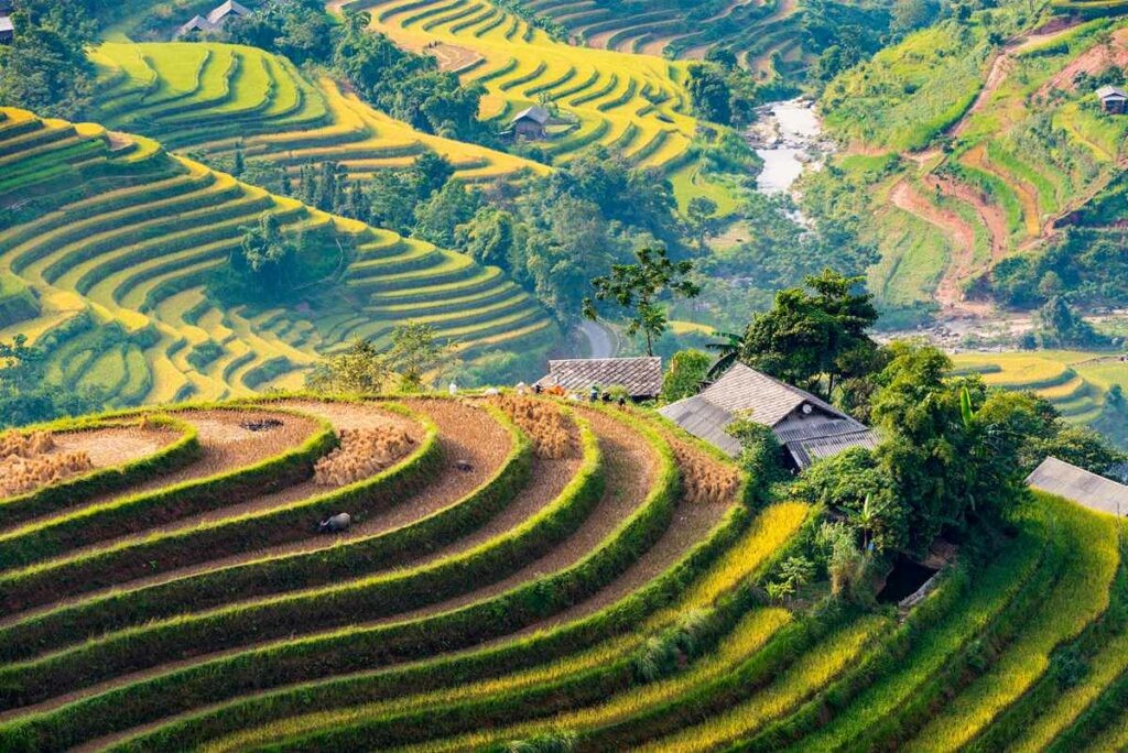 Explore The Beautiful Ripening Rice Season In Hoang Su Phi Explore The Beautiful Ripening Rice Season In Hoang Su Phi