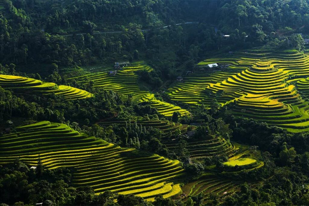 Explore The Beautiful Ripening Rice Season In Hoang Su Phi Explore The Beautiful Ripening Rice Season In Hoang Su Phi