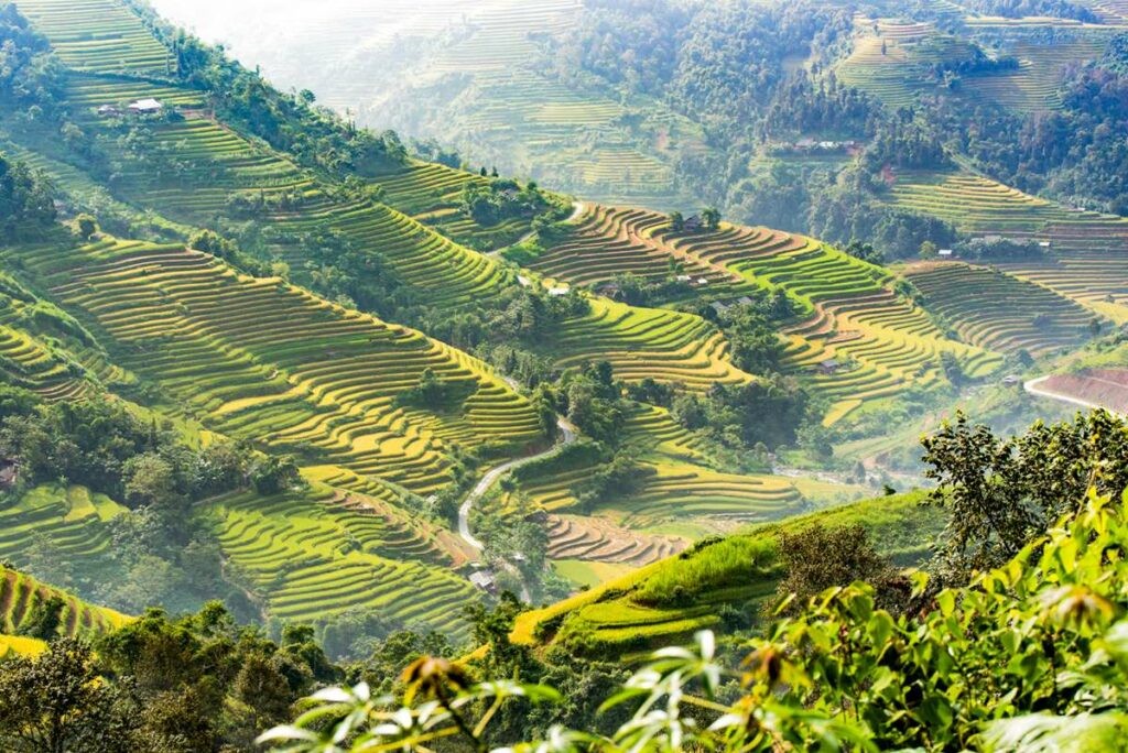 Explore The Beautiful Ripening Rice Season In Hoang Su Phi Explore The Beautiful Ripening Rice Season In Hoang Su Phi