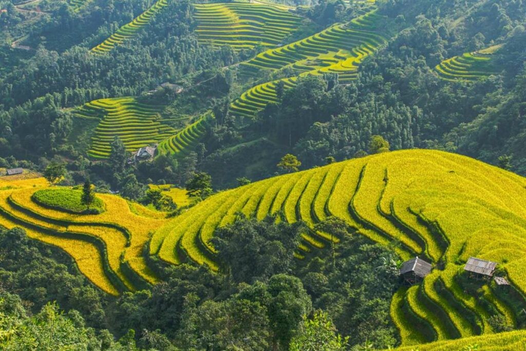 Explore The Beautiful Ripening Rice Season In Hoang Su Phi Explore The Beautiful Ripening Rice Season In Hoang Su Phi