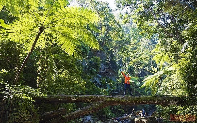 Exploring Dong Chau forest in Quang Binh, Vietnam. (Photo: Kien Tran) Exploring Dong Chau forest in Quang Binh, Vietnam. (Photo: Kien Tran)