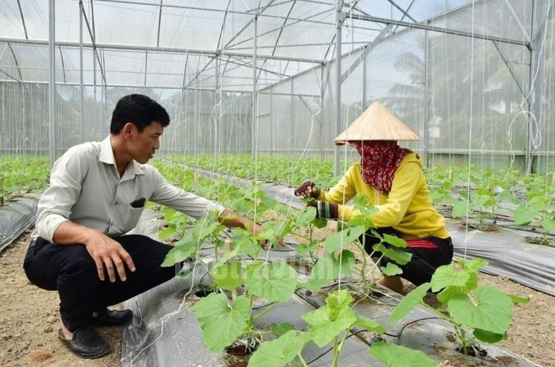 Ông Huỳnh Sa Rây, Tổ trưởng tổ trồng màu công nghệ cao ấp Hòa Lạc A hướng dẫn lao động Hà Thị Loan tỉa lá, cành dưa lưới.  Ảnh: baotravinh