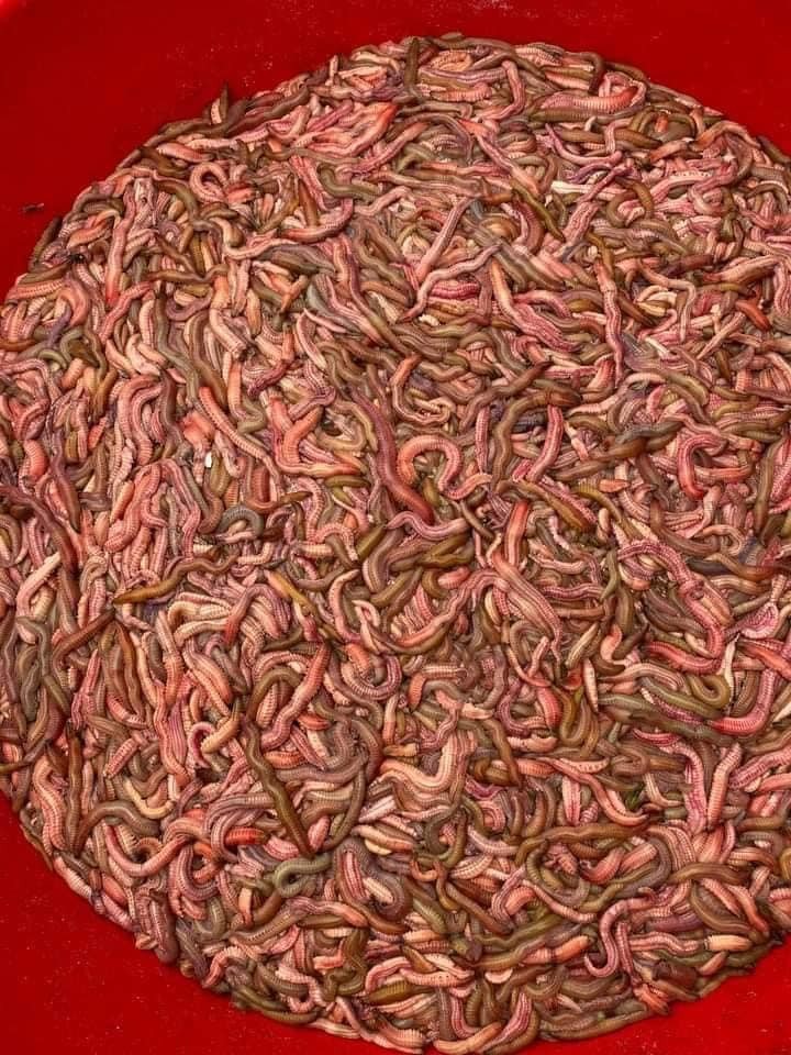 Ruoi (Ragworm) Season in October Ruoi (Ragworm) Season in October