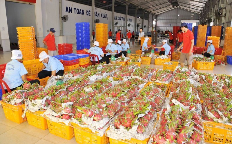 Xuất khẩu nông sản sang Trung Quốc: Yêu cầu chất lượng ngày càng cao 1 Xuất khẩu nông sản sang Trung Quốc: Yêu cầu chất lượng ngày càng cao 1