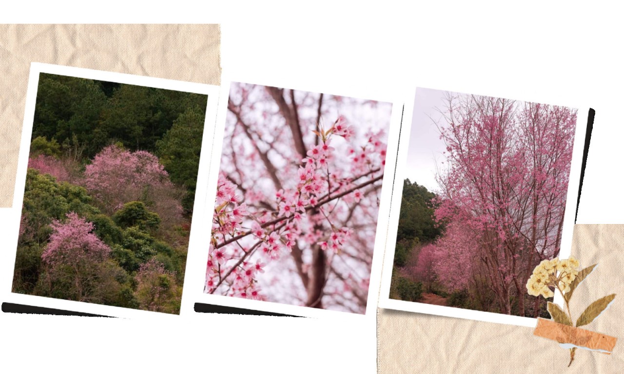 Dalat – The City Of Unique Names Dalat – The City Of Unique Names