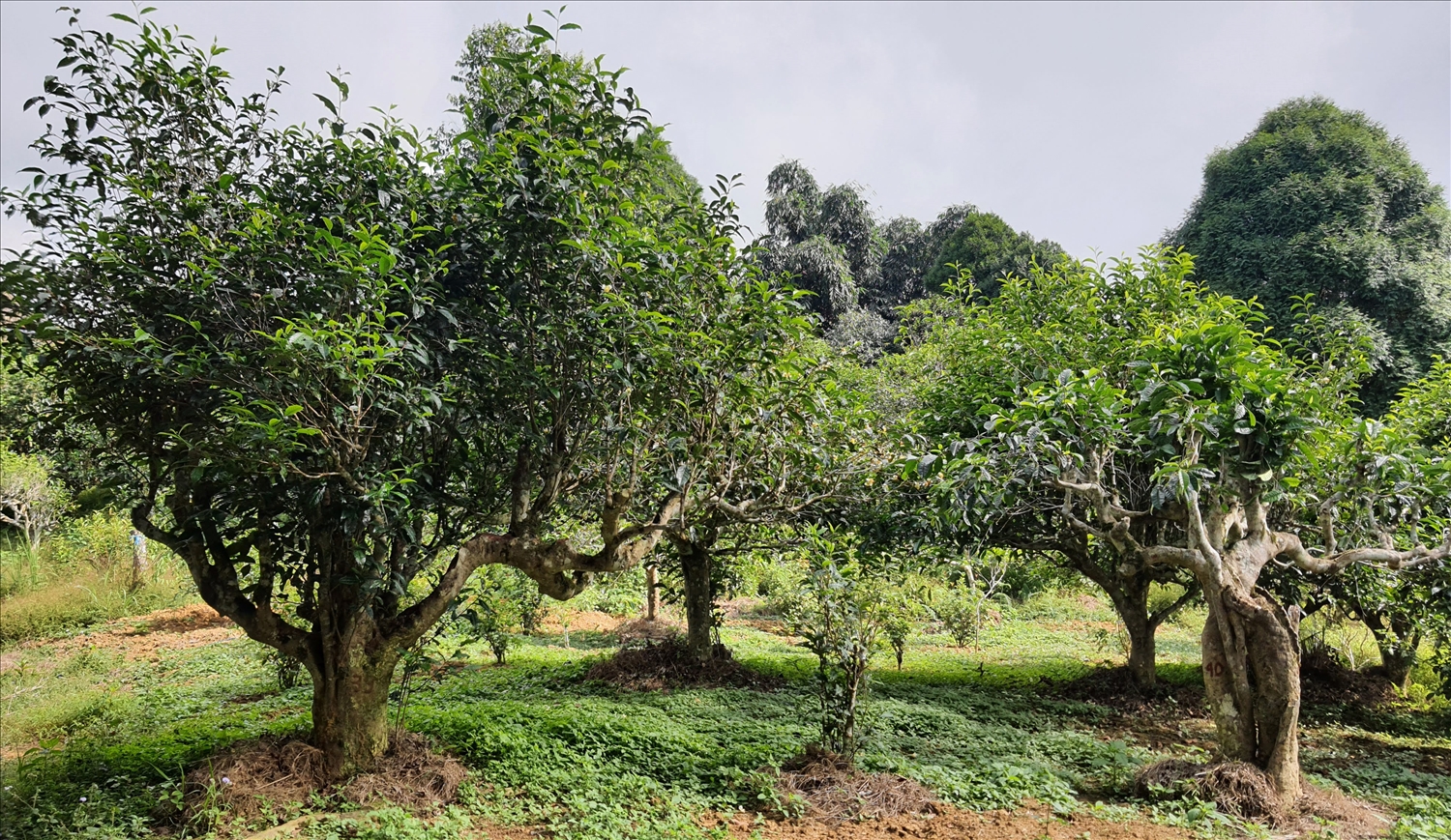 Rừng chè cổ thụ Suối Giàng