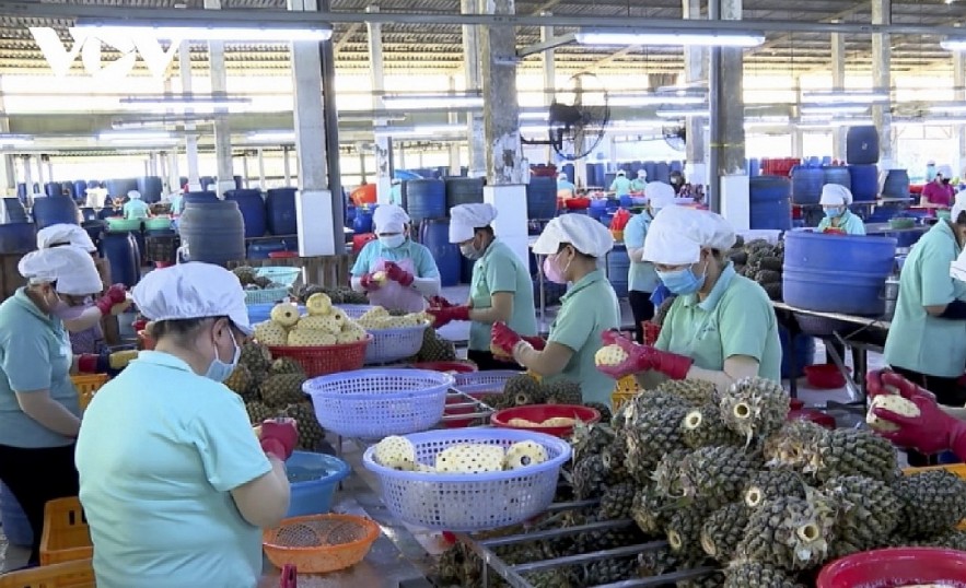 Processing pineapples for export in Vinh Long province, southern Vietnam. Processing pineapples for export in Vinh Long province, southern Vietnam.