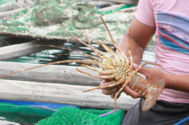 Trung Quốc là thị trường lớn nhất của tôm hùm Việt Nam. (Ảnh minh họa: KT) Trung Quốc là thị trường lớn nhất của tôm hùm Việt Nam. (Ảnh minh họa: KT)