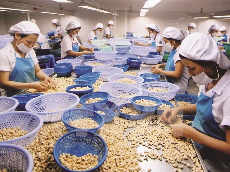 Xuất khẩu hạt điều có khả năng vượt mục tiêu 3,1 tỷ USD