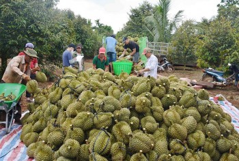 Đắk Lắk (Việt Nam) và Chanthaburi (Thái Lan) chia sẻ kinh nghiệm phát triển sầu riêng
