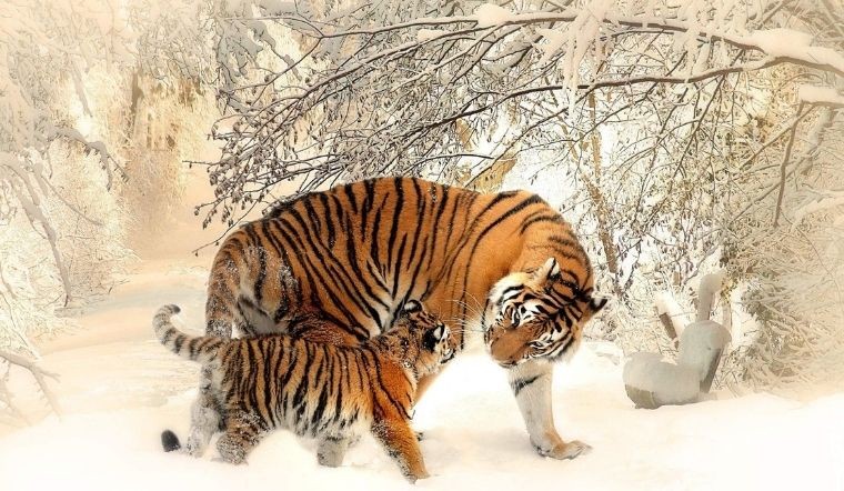 Tử vi tuổi Dần năm 2024: Biến động khôn lường, thách thức bủa vây Tử vi tuổi Dần năm 2024: Biến động khôn lường, thách thức bủa vây