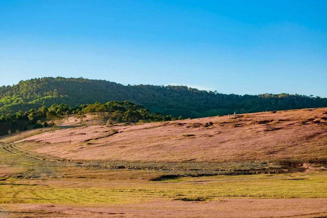 Marvel At The Masara Pink Glass Hill In Lam Dong Marvel At The Masara Pink Grass Hill In Lam Dong