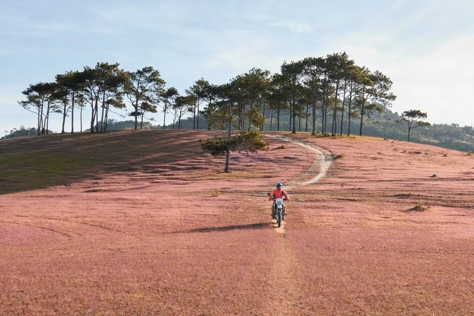 Marvel At The Masara Pink Glass Hill In Lam Dong Marvel At The Masara Pink Grass Hill In Lam Dong