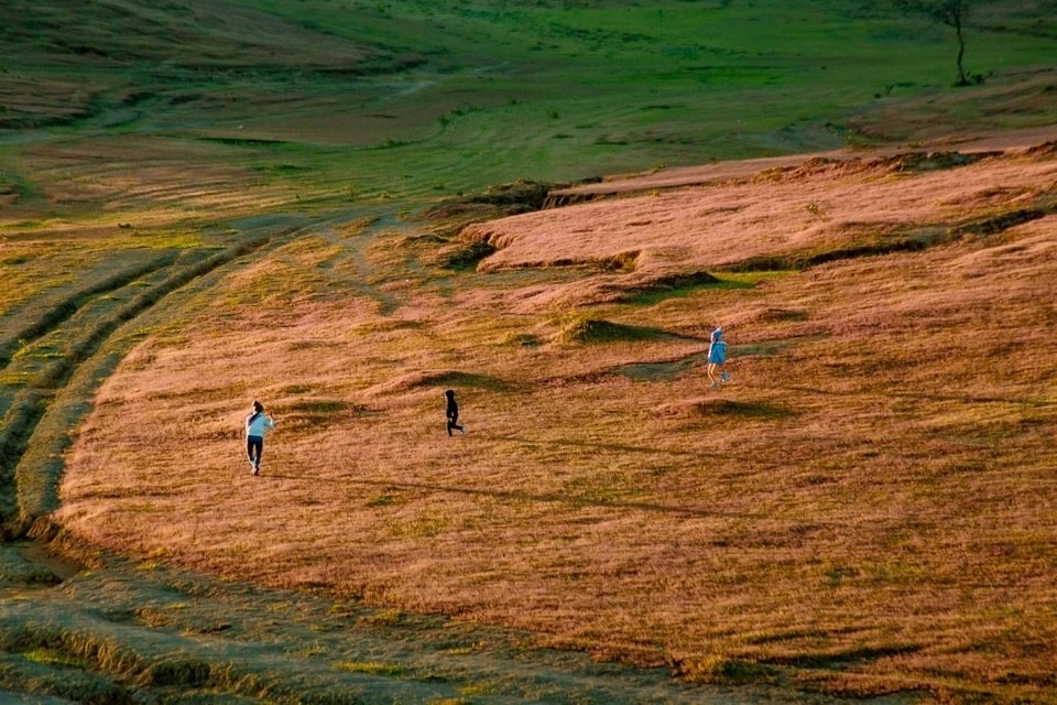 Marvel At The Masara Pink Glass Hill In Lam Dong Marvel At The Masara Pink Grass Hill In Lam Dong