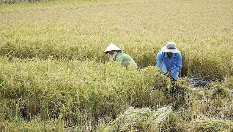 WB-Funded Project Makes Positive Impact on Soc Trang's Rice Industry WB-Funded Project Makes Positive Impact on Soc Trang's Rice Industry