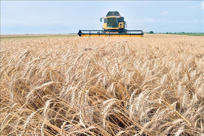 El Nino kéo dài sẽ thắt chặt nguồn cung ngũ cốc toàn cầu Chú thích ảnh