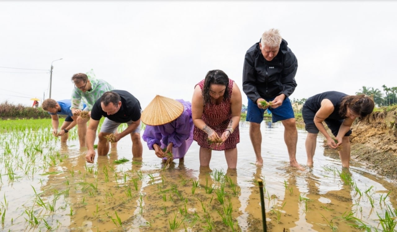 International Tourists Experience Working On The Rice Field In Hoi An International Tourists Experience Working On Hoi An Rice Fields