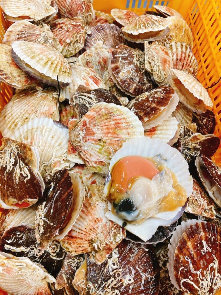 Sò điệp Hokkaido của Nhật Bản được thí điểm chế biến tại Việt Nam Sò điệp Hokkaido của Nhật Bản được thí điểm chế biến tại Việt Nam