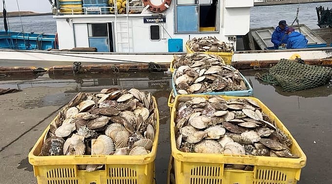 Fishermen land scallops at the port of Nemuro in Hokkaido. © Reuters Fishermen land scallops at the port of Nemuro in Hokkaido. © Reuters