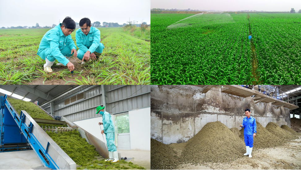 Ứng dụng kinh tế tuần hoàn trong nông nghiệp, chăn nuôi bò sữa mang lại nhiều lợi ích cho chính doanh nghiệp. Ứng dụng kinh tế tuần hoàn trong nông nghiệp, chăn nuôi bò sữa mang lại nhiều lợi ích cho chính doanh nghiệp.