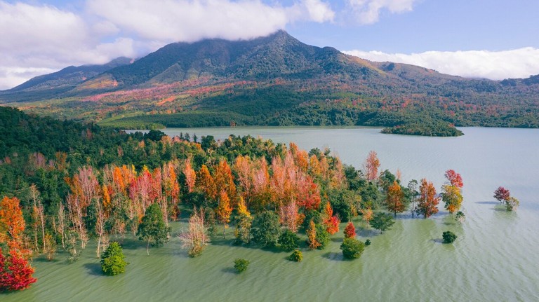 Explore The Majestic Red Forest In Quang Tri Explore The Majestic Red-Leaf Forest In Quang Tri