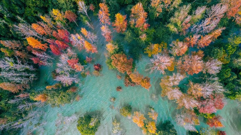 Explore The Majestic Red Forest In Quang Tri Explore The Majestic Red-Leaf Forest In Quang Tri