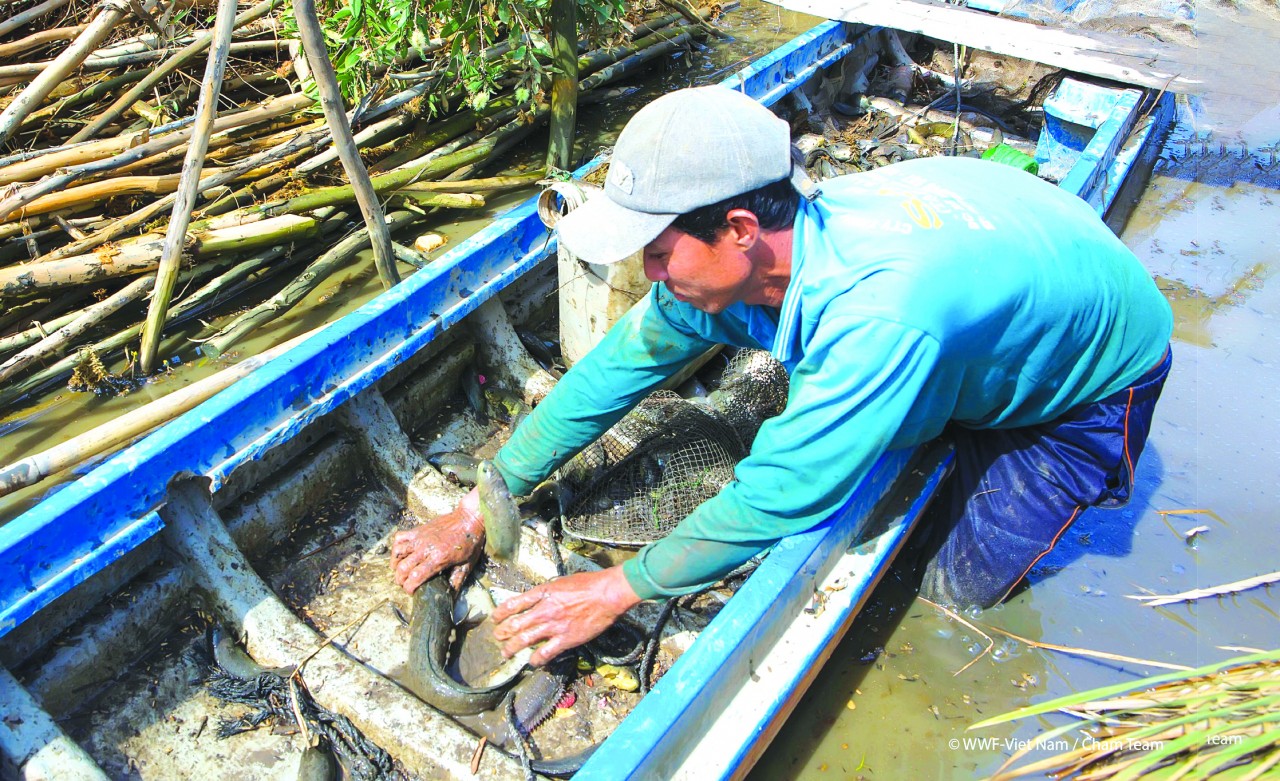 Anh Nguyễn Thanh Nguyên đang thu hoạch cá nuôi kết hợp trong 100 ha trồng lúa nổi. (Ảnh: WWF) Anh Nguyễn Thanh Nguyên đang thu hoạch cá nuôi kết hợp trong 100 ha trồng lúa nổi. (Ảnh: WWF)