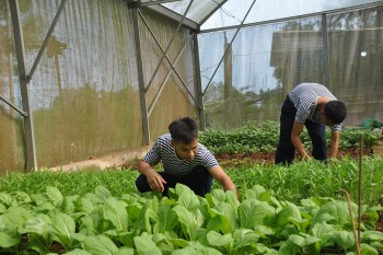 Chắt chiu màu xanh nơi điệp trùng sóng gió