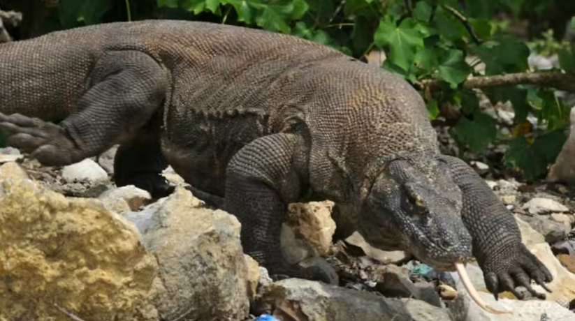 Komodo – Loài rồng độc nhất trong đời thực Chú thích ảnh