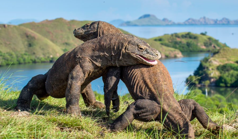 Komodo – Loài rồng độc nhất trong đời thực Chú thích ảnh