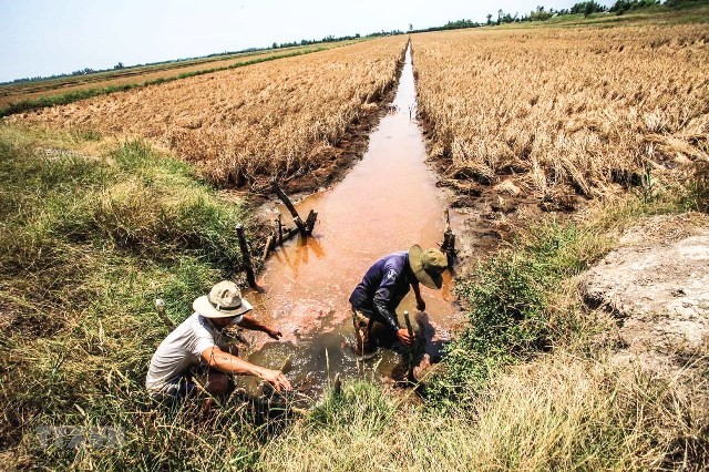 Xâm nhập mặn ở Đồng bằng sông Cửu Long. Ảnh minh hoạ. Xâm nhập mặn ở Đồng bằng sông Cửu Long. Ảnh minh hoạ.