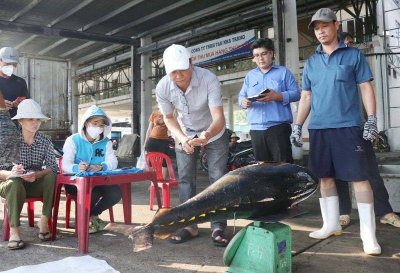 Ngư dân Khánh Hoà, Quảng Ngãi đón “lộc biển” đầu năm Giáp Thìn 2024 Ngư dân Khánh Hoà, Quảng Ngãi đón “lộc biển” đầu năm Giáp Thìn 2024
