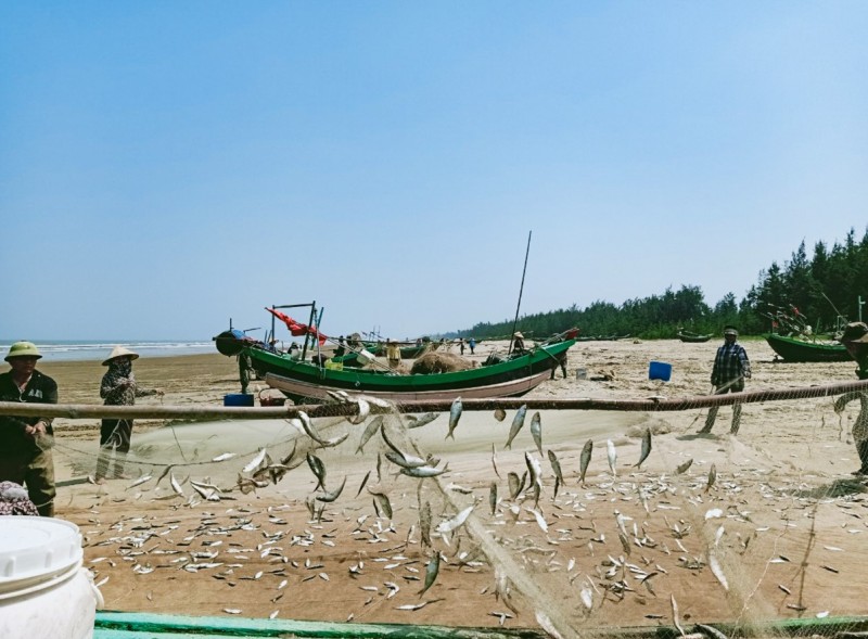 Được mùa cá trích, cá bè vàng, ngư dân thu tiền triệu mỗi ngày Được mùa cá trích, cá bè vàng, ngư dân thu tiền triệu mỗi ngày