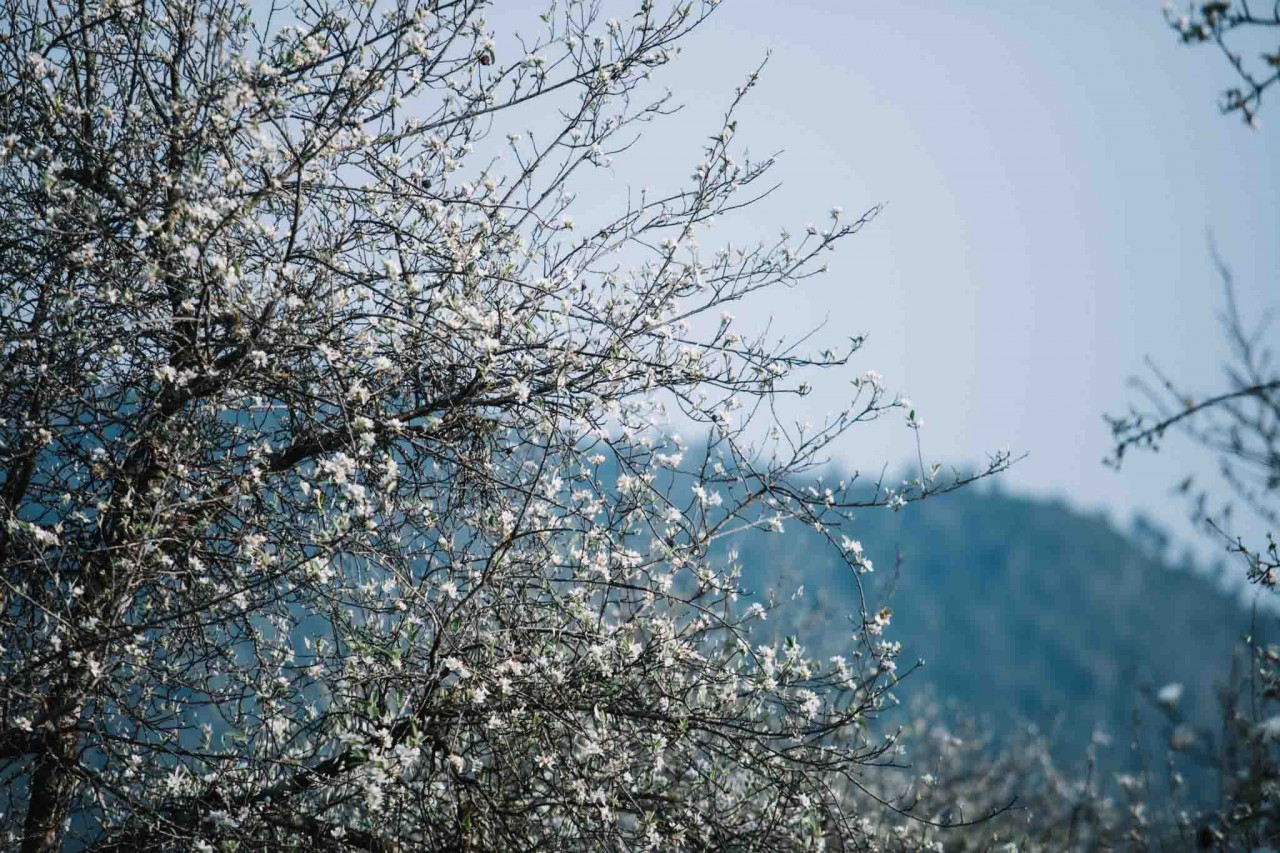 Hawthorns Blooming in Cheu Village, Son la Hoa sơn tra khoe sắc ở Làng Chếu, Sơn La