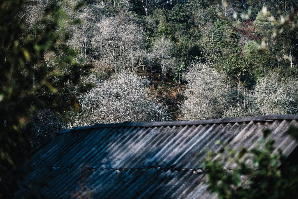 Hawthorns Blooming in Cheu Village, Son la Hoa sơn tra khoe sắc ở Làng Chếu, Sơn La