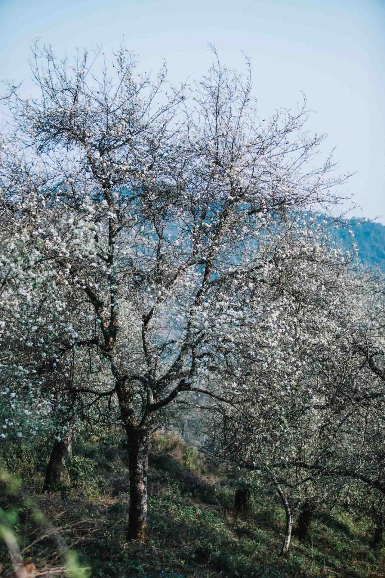Hawthorns Blooming in Cheu Village, Son la Hoa sơn tra khoe sắc ở Làng Chếu, Sơn La