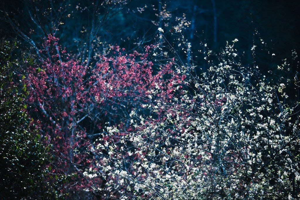 Hawthorns Blooming in Cheu Village, Son la Hoa sơn tra khoe sắc ở Làng Chếu, Sơn La