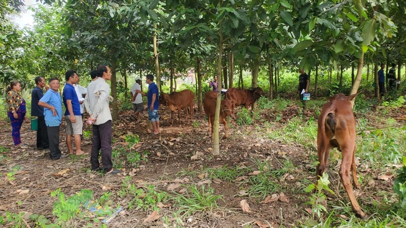 SP sẽ hỗ trợ sinh kế cho 80 hộ gia đình hoàn cảnh khó khăn tại Quảng Nam SP sẽ hỗ trợ sinh kế cho 80 hộ gia đình hoàn cảnh khó khăn tại Quảng Nam