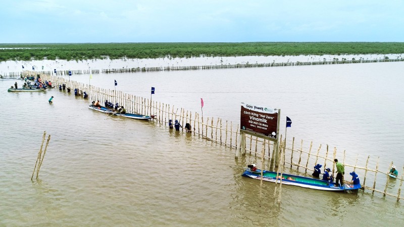 Đoàn lãnh đạo và nhân viên Vinamilk tham gia khoanh nuôi xúc tiến tái sinh 25ha rừng ngập mặn tại Cà Mau hồi tháng 8/2023. Đoàn lãnh đạo và nhân viên Vinamilk tham gia khoanh nuôi xúc tiến tái sinh 25ha rừng ngập mặn tại Cà Mau hồi tháng 8/2023.