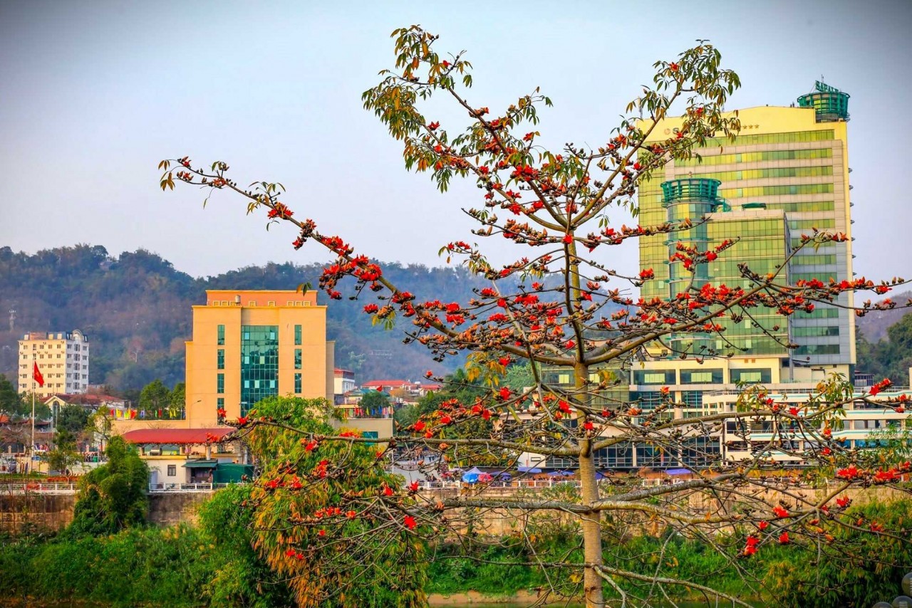 Admire The Gorgeous Rice Flower Season In Lao Cai Admire The Gorgeous Rice Flower Season In Lao Cai
