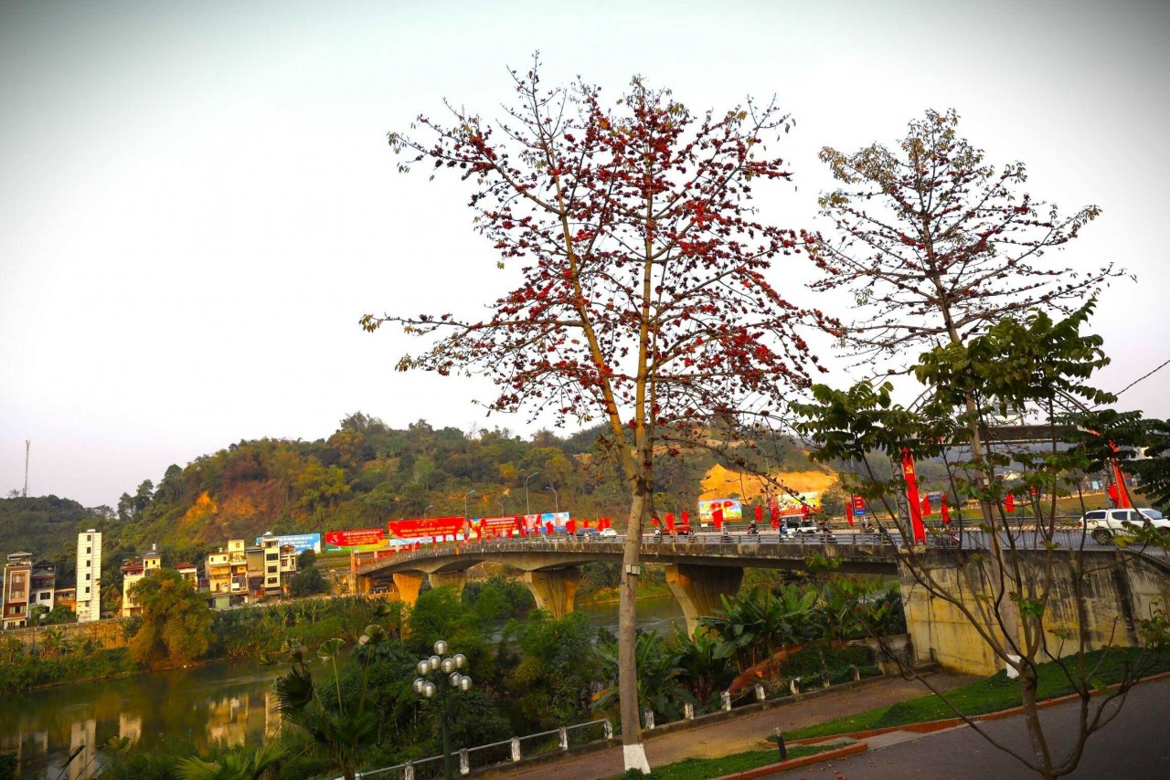 Admire The Gorgeous Rice Flower Season In Lao Cai Admire The Gorgeous Rice Flower Season In Lao Cai
