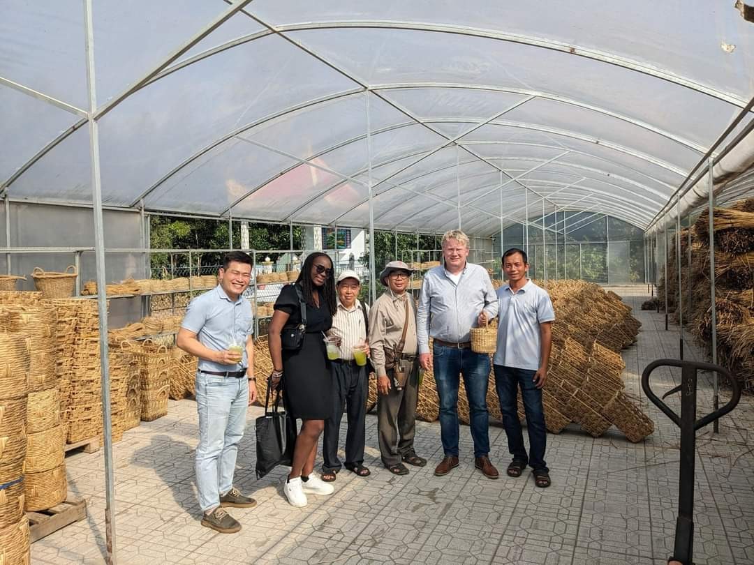 Thu hoạch cỏ năn tượng làm nguyên liệu sản xuất đồ gia dụng. Ảnh MCF Thu hoạch cỏ năn tượng làm nguyên liệu sản xuất đồ gia dụng. Ảnh MCF